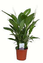 Спатифилиум белый- Spathiphyllum Verdi D17 H70