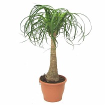 Пальма Нолина D18 H80