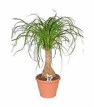 Пальма Нолина бутылочная пальма D15 H45