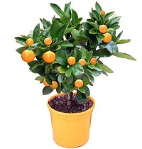 Каламондин - Citrofortunella D14 H40