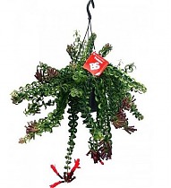 Эсхинантус Твистер - Aeschynanthus D15 H40