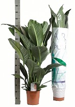 Спатифилиум белый - Spathiphyllum Sensation D24 H136