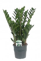 Замиокулькас - Zamioculcas zamiifolia D17 H70