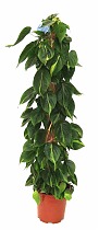Филодендрон Сканденс, лазящий на опоре - Philodendron scandens D27 H150