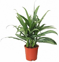 Аглаонема Кутласс D12 H40