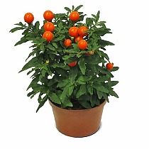Соланум Паслен ложноперечный - Solanum D10 H25