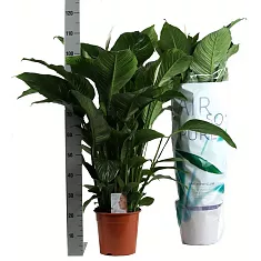 Спатифиллум Свит Лаурета - Sweet Lauretta D24 H100