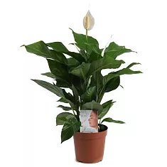 Спатифиллум Шопен - Spathiphyllum D12 H50