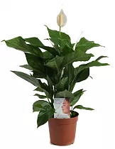 Спатифиллум Шопен - Spathiphyllum D12 H50