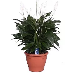 Спатифиллум Белини -  Bellini D23 H50