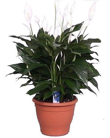 Спатифилиум белый - Spathiphyllum Bellini D23 H50