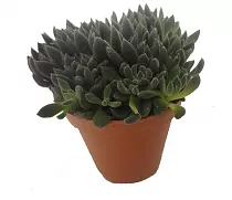 Синокрассула Юннаньская - Sinocrassula yunnanensis D10 H20