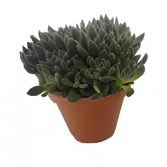Синокрассула Юннаньская - Sinocrassula yunnanensis D10 H20