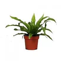 Асплениум - Asplenium Antiquum D12 H25