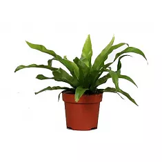 Асплениум - Asplenium Antiquum D12 H25