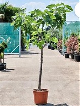 Инжир - Ficus carica D37 H180