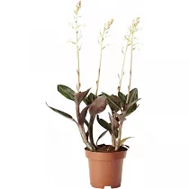 Лудисия- Ludisia D13 H35