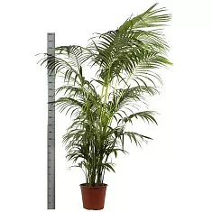 Пальма Ховея D45 H280