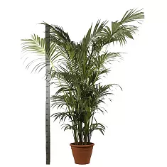 Пальма Ховея  D45 H300