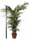 Пальма Ховея  D45 H300