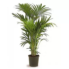 Ховея Форстера D30 H180