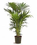 Ховея Форстера D30 H180