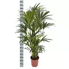 Ховея (Кентия) D30 H190