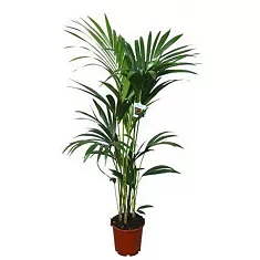 Ховея Форстера - Howea forsteriana D19 H100