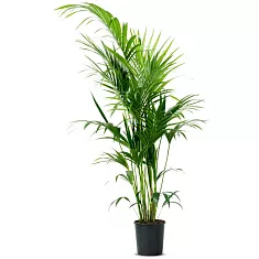 Ховея (Кентия) D25 H140