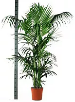 Ховея D30 H240