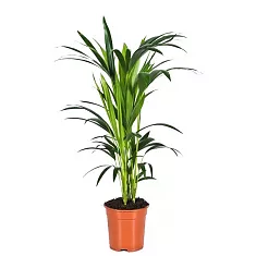 Ховея Форстера D17 H80