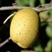 Айва японская Ред Джой - Chaenomeles japonica Red Joy D3 H20