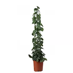 Сциндапсус расписной - Scindapsus pictus Trebie Mosspole  D25 H120