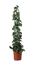 Сциндапсус расписной - Scindapsus pictus Trebie Mosspole  D25 H120