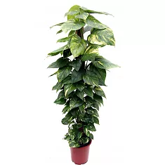 Сциндапсус расписной - Scindapsus pictus Trebie D27 H150