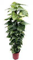 Сциндапсус расписной - Scindapsus pictus Trebie D27 H150
