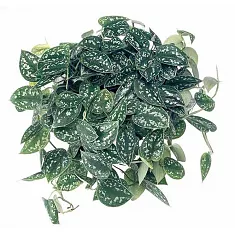 Сциндапсус Аргиреус - Scindapsus Argyraeus silver hang D18 H40