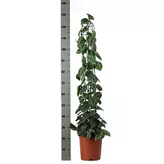Сциндапсус перистый - Scindapsus pictus Trebie D24 H130