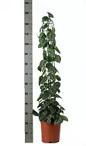 Сциндапсус перистый - Scindapsus pictus Trebie D24 H130