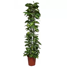 Эпипремнум Ауреум - Epipremnum Aureum Zuil D27 H160