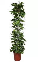 Эпипремнум Ауреум - Epipremnum Aureum Zuil D27 H160