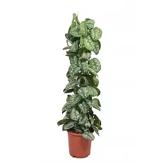Сциндапсус расписной - Scindapsus pictus Trebie D24 H120