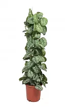 Сциндапсус расписной - Scindapsus pictus Trebie D24 H120