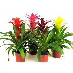 Гусмания микс - Guzmania D12 H60