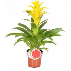 Гусмания желтая - Guzmania Diana D12 H50