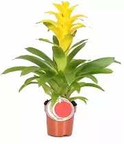 Гусмания желтая - Guzmania Diana D12 H50