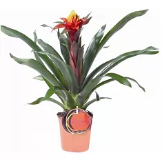 Гусмания - Guzmania D12 H50