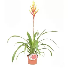 Гусмания желтая - Guzmania dissitiflora Gemma D9 H50