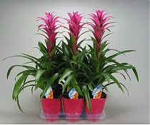 Гусмания розовая - Guzmania Freya D12 H55