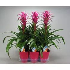 Гусмания розовая - Guzmania Freya D12 H55
